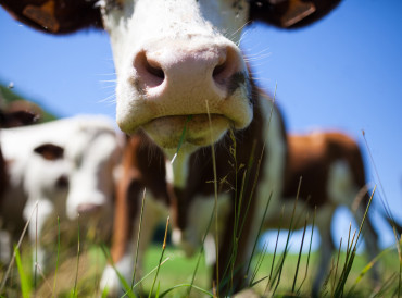 Herd of cows producing milk for Gruyere cheese in France in the spring