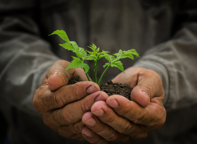 Young plant in hands